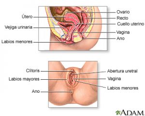 vaginismo-vagina